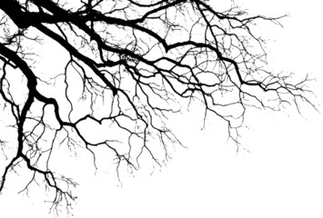 Bare tree branch silhouette transparency background winter nature abstract eerie