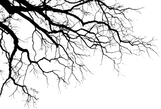 Bare tree branch silhouette transparency background winter nature abstract eerie
