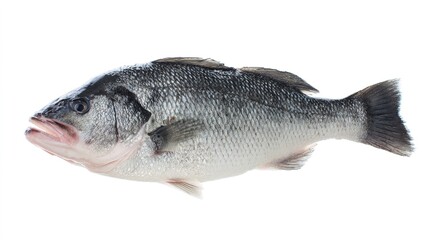 seabass. A fresh sea bass isolated on a white background, showcasing its detailed texture. menu design, packaging mockups, designed for culinary blogs and recipe cards for restaurants.