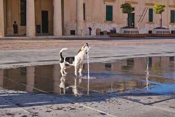 Small dog catching water stream from fountain on empty city square, splashes and reflections on wet tiles, salvation on hot day