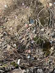 close up of dry grass