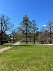 trees in the park