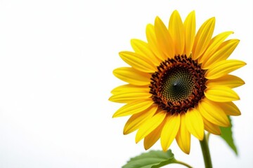 Large sunflower seed, sharp focus, pristine white background, object, farm, photography