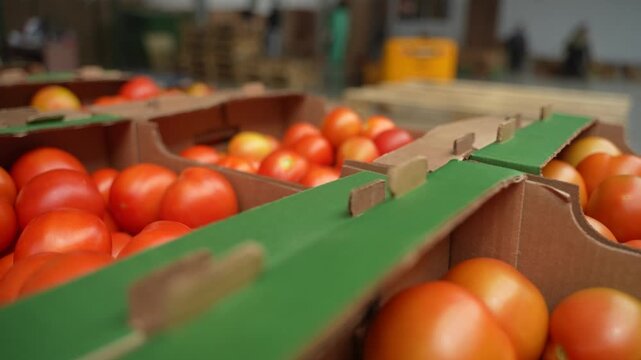 Cardboard boxes filled with ripe tomatoes, ready for sale or shipment, close-up view