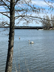 swans on the lake