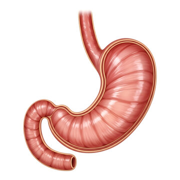 A detailed anatomical illustration of the human stomach showing its muscular structure and the internal mucosal folds known as rugae isolated against a black background for medical study