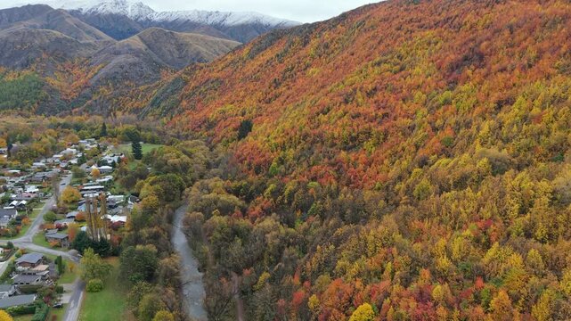 colorful autumn leave tree entire hill background with snow cap mountain drone view is amazing landscape of Arrowtown South Island New Zealand