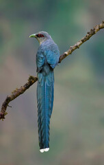 Green-billed malkoha