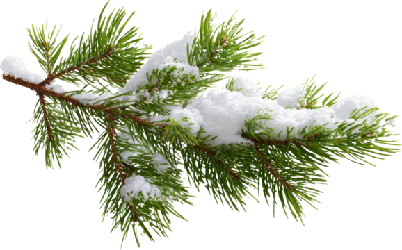 Snowy pine branch winter evergreen green needle white frost