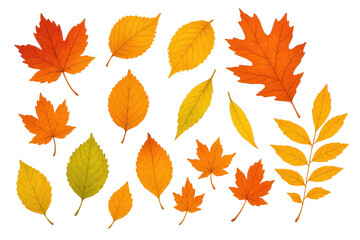 Obraz premium Autumn leaves falling, collection of colorful maple, oak, and other tree foliage, changing seasons concept, transparent background