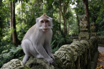 Monkey sits atop a mossy stone wall in a lush forest looking directly at the camera