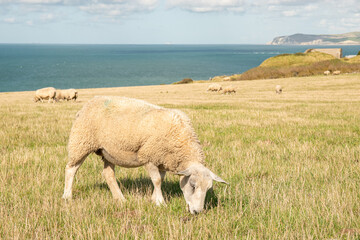 Mouton broutant l'herbe en haut d'une falaise dans le nord de la France