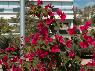 City, nature, university, mountains, trees, flowers, beauty, buildings