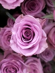 A sweet purple rose blossom with a flower background 