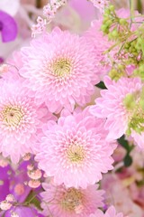 Close up A sweet pink Chrysanthemum flower blossom 