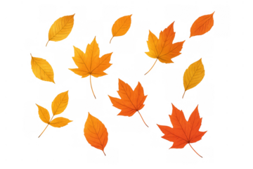 Autumn leaves falling, scattered maple and various tree foliage bringing seasonal color and abstract pattern on transparent background