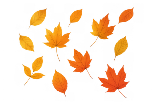 Autumn leaves falling, scattered maple and various tree foliage bringing seasonal color and abstract pattern on transparent background