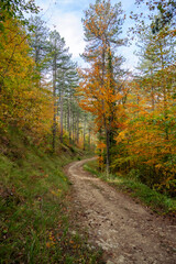 Fototapeta premium Grasse, Alpes-Maritimes, France. Couleurs d’automne éclatantes dans la forêt, lumière dorée et nature paisible au cœur des montagnes provençales.