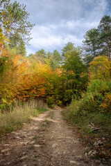 Grasse, Alpes-Maritimes, France. Couleurs d’automne éclatantes dans la forêt, lumière dorée et nature paisible au cœur des montagnes provençales.