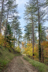 Grasse, Alpes-Maritimes, France. Couleurs d’automne éclatantes dans la forêt, lumière dorée et nature paisible au cœur des montagnes provençales.