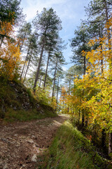 Obraz premium Grasse, Alpes-Maritimes, France. Couleurs d’automne éclatantes dans la forêt, lumière dorée et nature paisible au cœur des montagnes provençales.