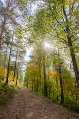 Grasse, Alpes-Maritimes, France. Couleurs d’automne éclatantes dans la forêt, lumière dorée et nature paisible au cœur des montagnes provençales.