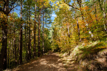 Fototapeta premium Grasse, Alpes-Maritimes, France. Couleurs d’automne éclatantes dans la forêt, lumière dorée et nature paisible au cœur des montagnes provençales.