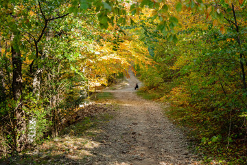 Fototapeta premium Grasse, Alpes-Maritimes, France. Couleurs d’automne éclatantes dans la forêt, lumière dorée et nature paisible au cœur des montagnes provençales.