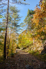 Grasse, Alpes-Maritimes, France. Couleurs d’automne éclatantes dans la forêt, lumière dorée et nature paisible au cœur des montagnes provençales.