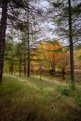 Fototapeta premium Grasse, Alpes-Maritimes, France. Couleurs d’automne éclatantes dans la forêt, lumière dorée et nature paisible au cœur des montagnes provençales.