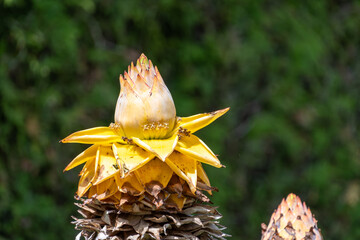 黄金色に輝くチュウキンレンの花のクローズアップ