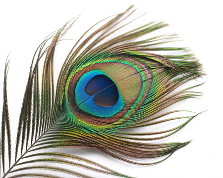 Stunning peacock feather showcases vibrant iridescent eye pattern with intricate details and natural beauty on a clean white background