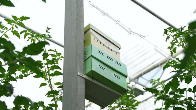 Bumble bee box surrounded by growing red tomatoes.