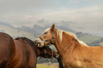 Fototapeta premium Two horses grooming each other on mountain pasture, close friendship and social behavior among horses in natural landscape