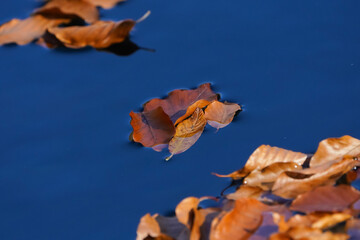 Yellow autumn leaf in the water