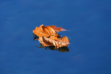 Yellow autumn leaf in the water