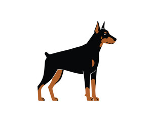 Majestic doberman pinscher standing alertly with cropped ears and tail against a clean white background