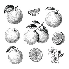 Hand-drawn orange fruit vector set with slices and blossoms in black and white, ideal for packaging, labels, or botanical prints.