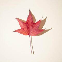 Autumun red leaf on a bright beige backround with shadow.Minimal fall season flat lay creative concept