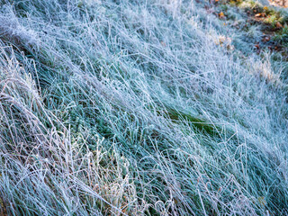 Close-up of green grass covered with the first frost of the season. Ice crystals on fresh green blades on a cold autumn morning.