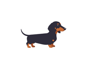 Cute cartoon illustration of a black and tan dachshund dog standing on a white background isolated and simple