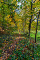 Autumn forest in Germany, in Bavaria