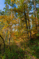 Autumn forest in Germany, in Bavaria
