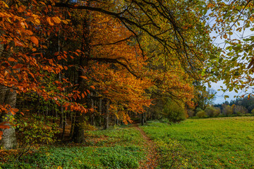 Autumn forest in Germany, in Bavaria