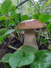 cep mushroom in the forest
