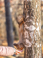 Girl feeds a squirrel with nuts in an autumn park.