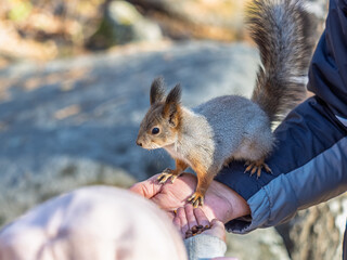 A squirrel in the spring or autumn eats nuts from a human hand. Eurasian red squirrel, Sciurus vulgaris