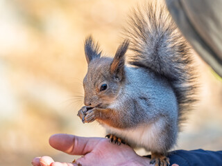A squirrel in the spring or autumn eats nuts from a human hand. Eurasian red squirrel, Sciurus vulgaris