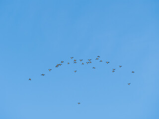 Obraz premium Flock of geese in flight
