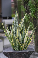 Leaf of snake plant ,mother-in-law's tongue(Dracaena trifasciata) 